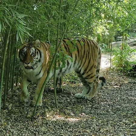 Lejlighed Rosa Selvatica By World *